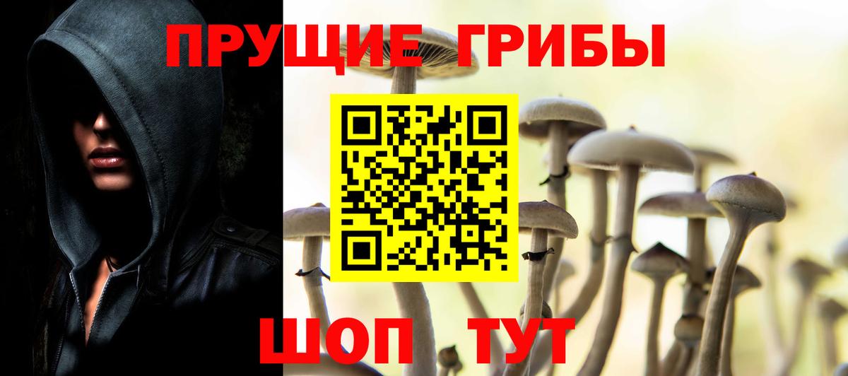 Псилоцибиновые грибы Cubensis  Вход с VPN  Чита 